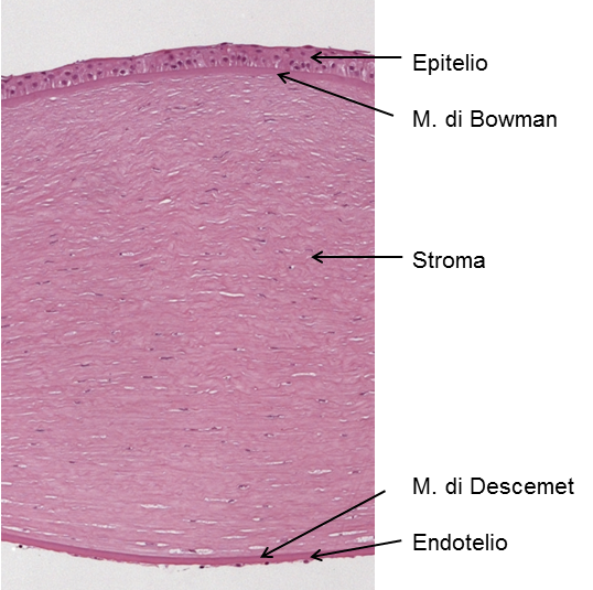 Epitelio